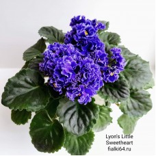 Lyon's Little Sweetheart (S.Sorano)
